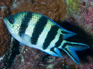 Abudefduf sexfasciatus